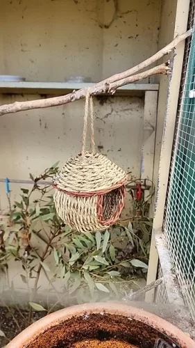 Hand-Woven Grass Bird Nest - Small Parrot & Canary Outdoor Hanging Hut photo review