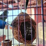 Hand-Woven Grass Bird Nest - Small Parrot & Canary Outdoor Hanging Hut photo review