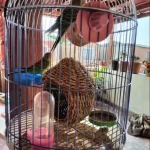 Hand-Woven Grass Bird Nest - Small Parrot & Canary Outdoor Hanging Hut photo review