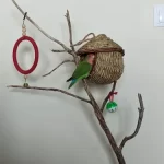 Hand-Woven Grass Bird Nest - Small Parrot & Canary Outdoor Hanging Hut photo review