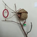 Hand-Woven Grass Bird Nest - Small Parrot & Canary Outdoor Hanging Hut photo review