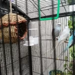 Hand-Woven Grass Bird Nest - Small Parrot & Canary Outdoor Hanging Hut photo review