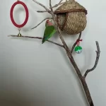 Hand-Woven Grass Bird Nest - Small Parrot & Canary Outdoor Hanging Hut photo review