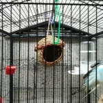 Hand-Woven Grass Bird Nest - Small Parrot & Canary Outdoor Hanging Hut photo review