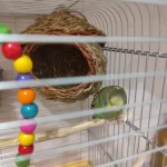 Hand-Woven Grass Bird Nest - Small Parrot & Canary Outdoor Hanging Hut photo review