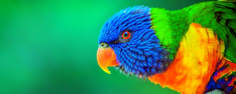 Is the parrot eating meat?