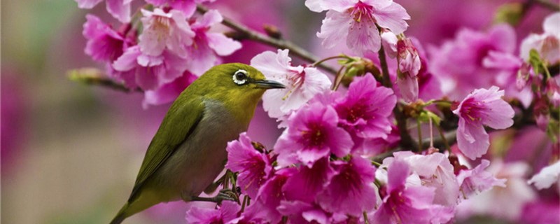 How to open Eye Birds