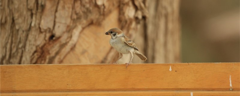 How to raise a little sparrow