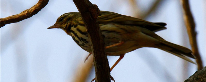 I can live for a few days without eating sparrows