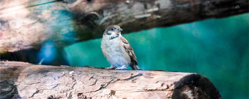 Do sparrows eat bugs?
