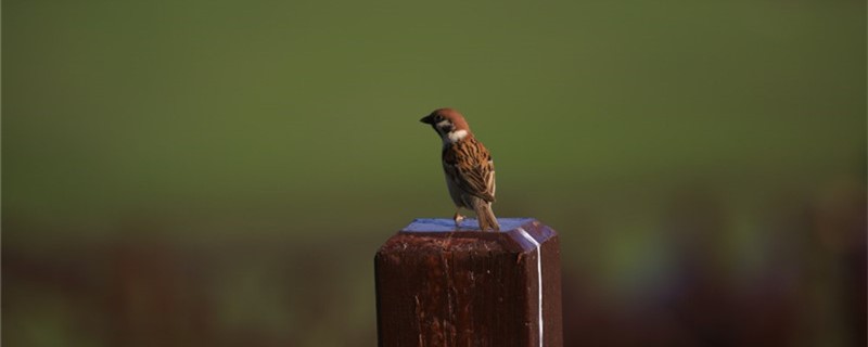 Do sparrows eat horse bees?