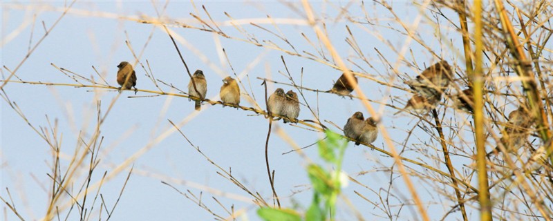 Do sparrows eat ants?