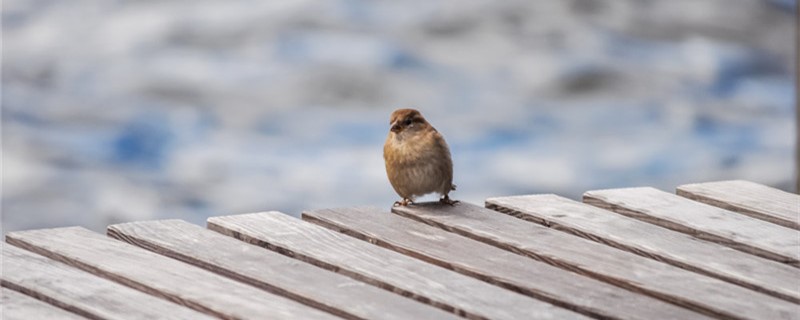 Does the sparrow eat Xiaomi