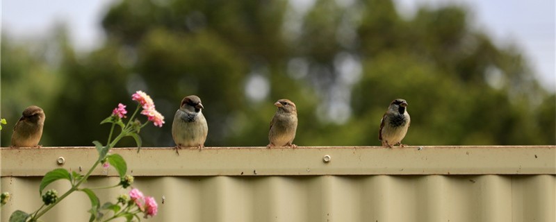 Does the sparrow eat corn gardenia?