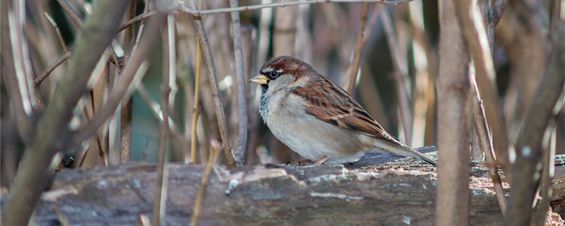 How to hatch in sparrow eggs