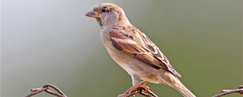 How long does the sparrow grow