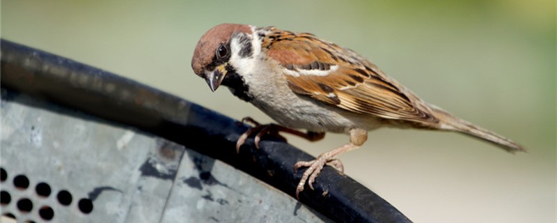 Sparrows can fly to several floors
