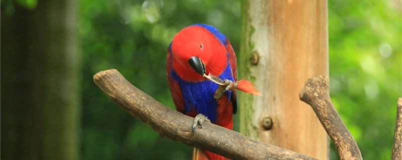 How long does the parrot out of the shell start to eat