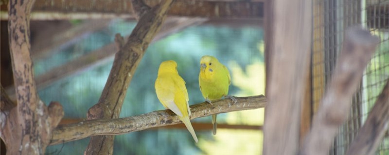 How to feed the parrot after birth