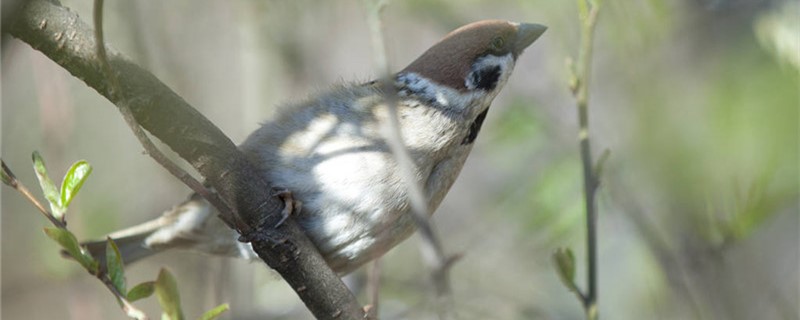 Is the sparrow harmful?