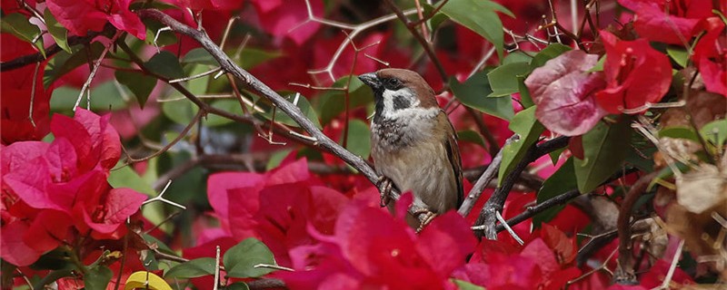 Is the sparrow bird?