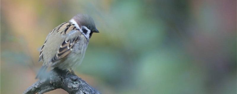 Is the sparrow birth or egg?