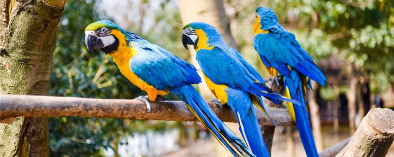 Can a parrot talk to people?