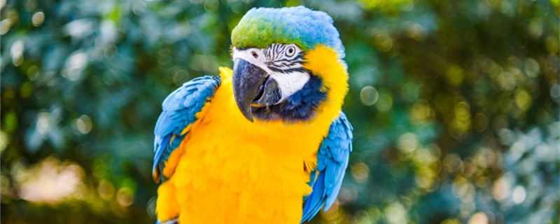 How long can the parrot live