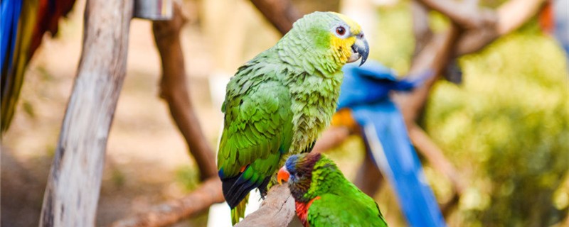 Can the parrot be raised?