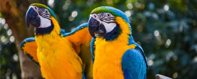 How big can a parrot grow