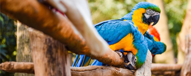 Is the parrot a bird?