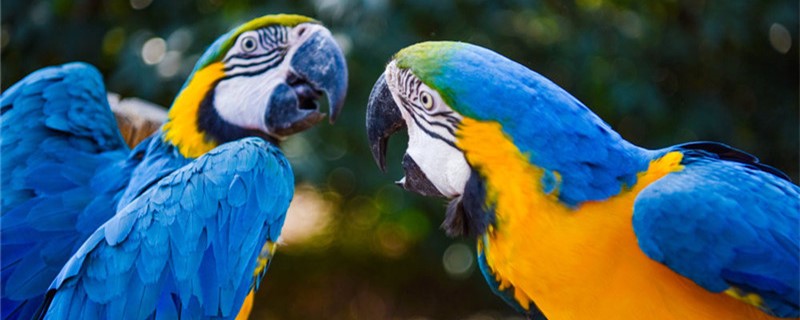 How does the parrot breed offspring