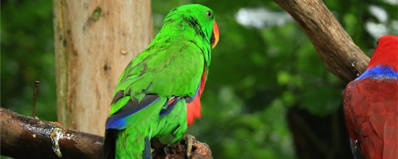 Why does the parrot learn to speak