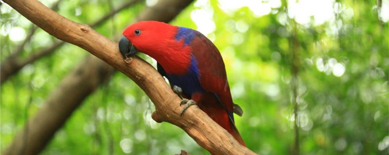 Why does the parrot keep calling?