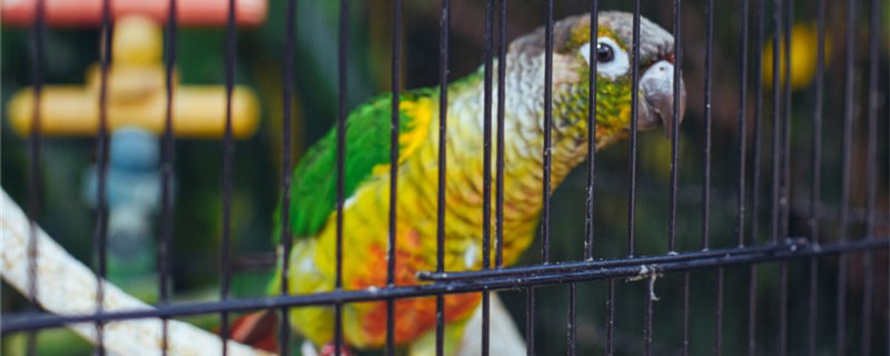 Why does a parrot fry hair