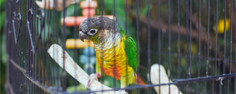 How long does the parrot raise to recognize the master