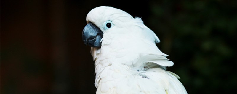 How to distinguish between the parrot