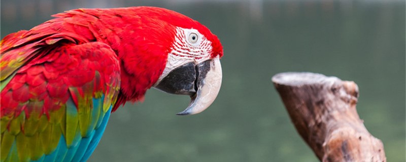 How to cut Feiyu in parrots