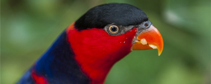What do you think of parrots