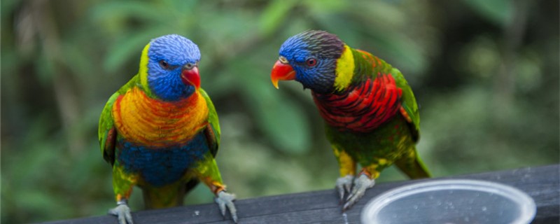 How to train parrots