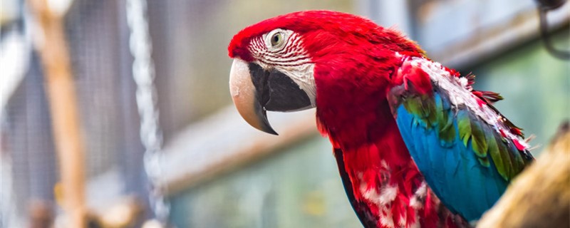 How to train a parrot to speak