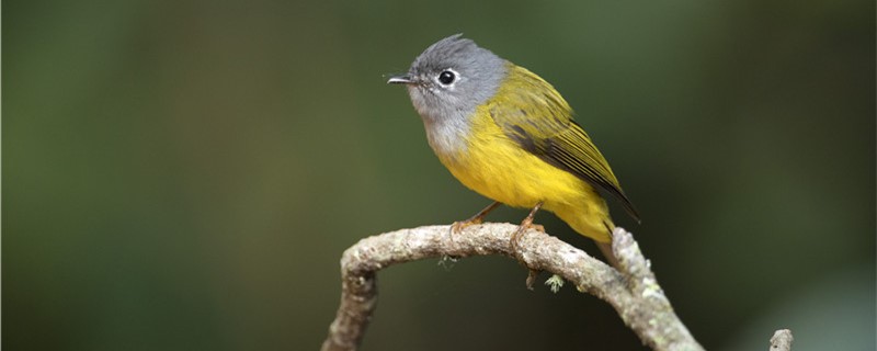 How to raise golden birds