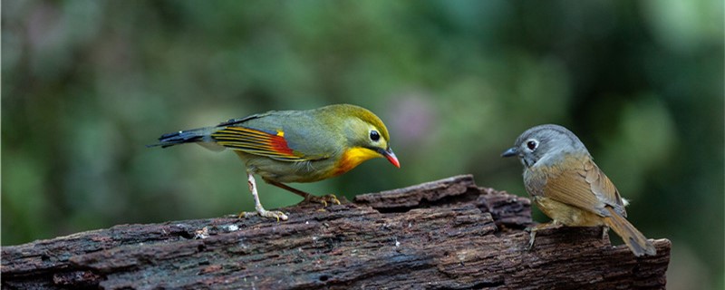 How to raise acacia birds