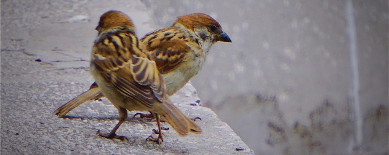 Is the sparrow raised?