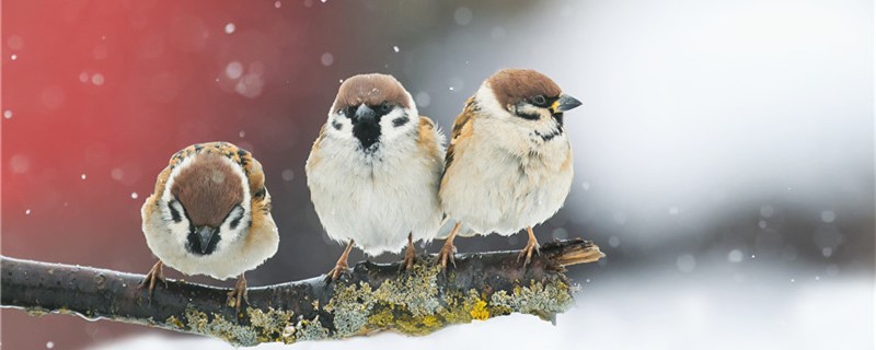 There are several types of sparrows