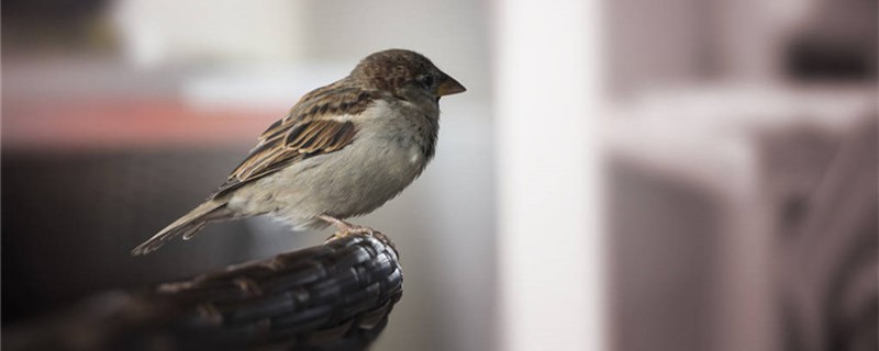 How to raise sparrows