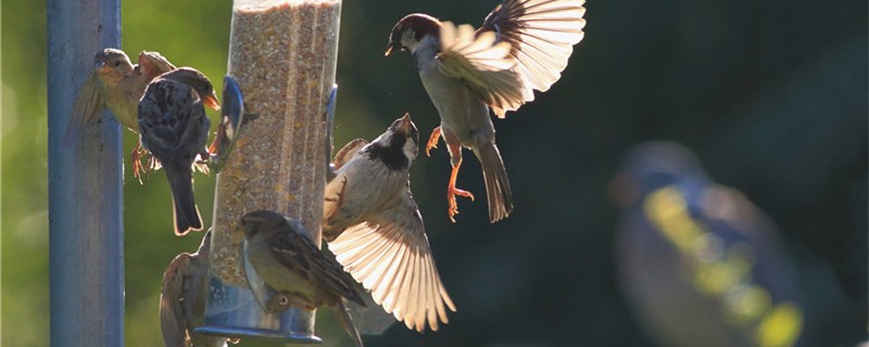 Has the sparrow flying away from a small child?