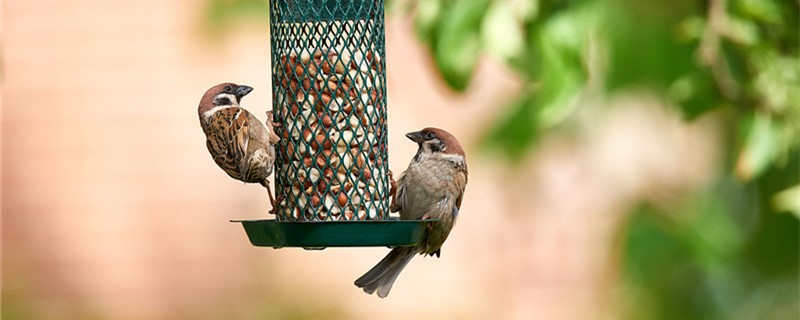 Is the sparrow mammalian?
