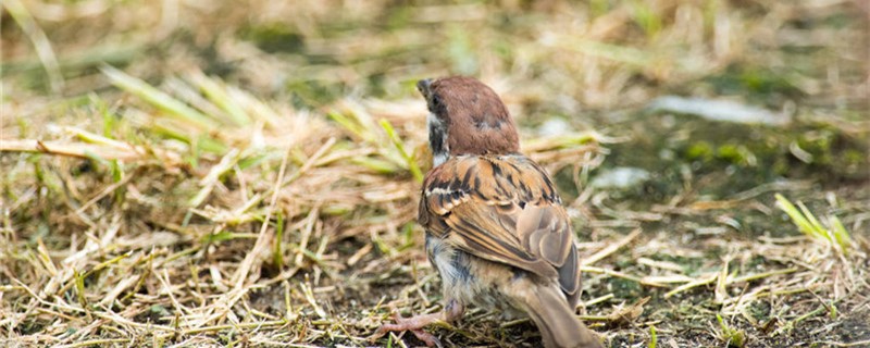 Can the little sparrow be diluted?