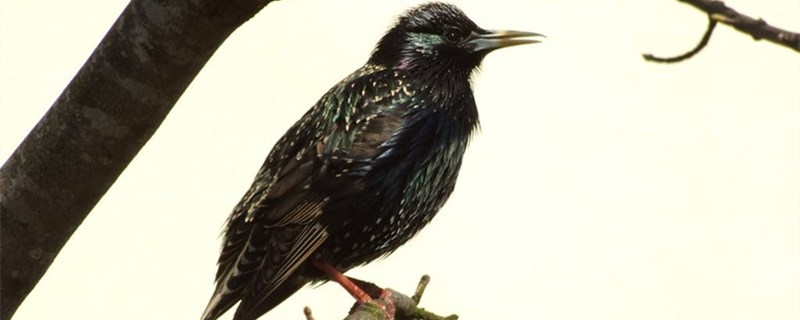 Bird Bird hates your performance